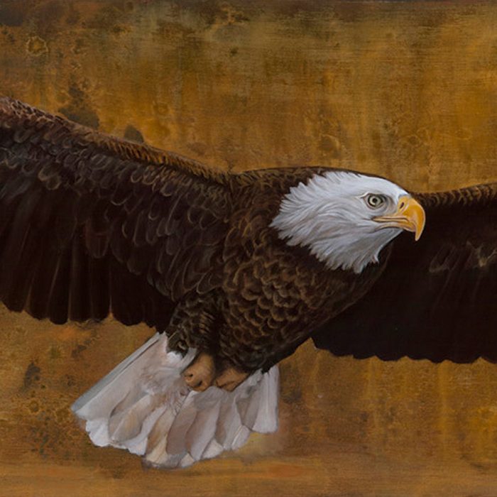 american freedom eagle by sharon brening