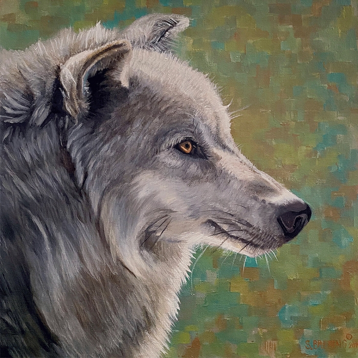gray wolf by sharon brening