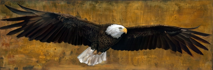 soaring american bald eagle